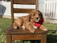 Edison, a male Cavapoo for sale in Mayfield, KY – Photo 6 of 6