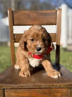 Edison, a male Cavapoo for sale in Mayfield, KY – Photo 2 of 6