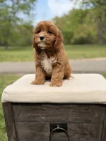 Edison, a male Cavapoo for sale in Mayfield, KY – 6 of 10