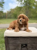 Edison, a male Cavapoo for sale in Mayfield, KY – 5 of 10