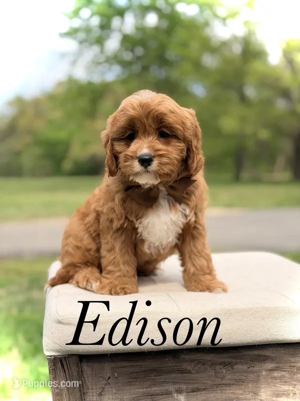 Edison – Cavapoo puppy for sale in Mayfield, KY
