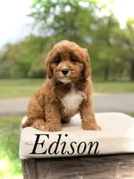 Edison, a male Cavapoo for sale in Mayfield, KY – 1 of 10