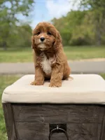 Edison, a male Cavapoo for sale in Mayfield, KY – 7 of 10