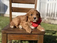 Edison, a male Cavapoo for sale in Mayfield, KY – Photo 4 of 6