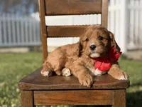 Edison, a male Cavapoo for sale in Mayfield, KY – Photo 5 of 6