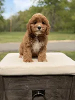 Edison, a male Cavapoo for sale in Mayfield, KY – 8 of 10