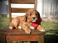 Edison, a male Cavapoo for sale in Mayfield, KY – Photo 1 of 6