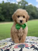 F1B Lucky, a male Cavapoo for sale in Mayfield, KY – 3 of 10