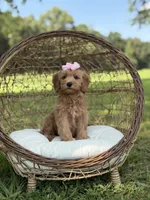 Betsie, a female Miniature Goldendoodle for sale in Mayfield, KY – 2 of 8