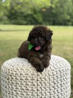 Beckett, a male Miniature Goldendoodle for sale in Mayfield, KY – 4 of 10