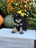 F1 Skeye, a female Cavapoo for sale in Mayfield, KY – 8 of 10