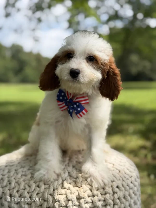 Dawson – Cavapoo puppy for sale in Mayfield, KY