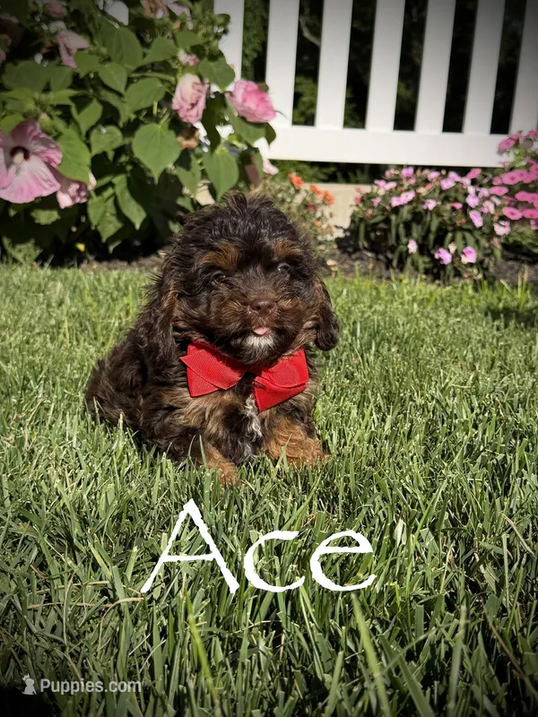 F1 Ace – Cavapoo puppy for sale in Mayfield, KY