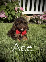 F1 Ace, a male Cavapoo for sale in Mayfield, KY – 1 of 7