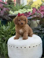 Ruby, a female Cavapoo for sale in Mayfield, KY – 4 of 9