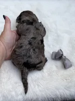 Gray bow, a male Miniature Bernedoodle for sale in Mayfield, KY – 2 of 8