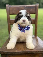 Uncle Sam , a male Miniature Bernedoodle for sale in Mayfield, KY – 6 of 10
