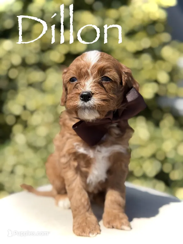 Dillon – Cavapoo puppy for sale in Mayfield, KY