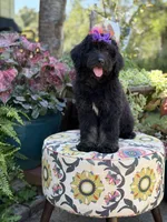 F1 Trinity, a female Bernedoodle for sale in Mayfield, KY – 8 of 10