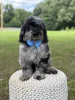 Maxwell, a male Miniature Goldendoodle for sale in Mayfield, KY – 2 of 10