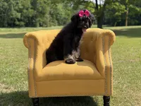 Cassie, a female Bernedoodle for sale in Mayfield, KY – 6 of 9