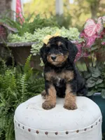 F1B Babs, a female Bernedoodle for sale in Mayfield, KY – 5 of 10