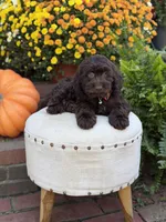 F1 Camden, a male Cockapoo for sale in Mayfield, KY – 6 of 10