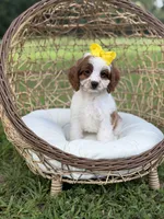 F1 Chloe, a female Cavapoo for sale in Mayfield, KY – 7 of 10