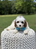 Dawson, a male Cavapoo for sale in Mayfield, KY – 9 of 10