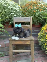 Tally, a female Shihpoo for sale in Mayfield, KY – 8 of 10