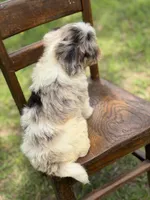 Freedom, a male Miniature Bernedoodle for sale in Mayfield, KY – 3 of 10