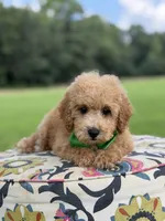 F1B Lucky, a male Cavapoo for sale in Mayfield, KY – 6 of 10