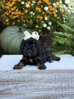 F1 Sasha, a female Cavapoo for sale in Mayfield, KY – 7 of 10