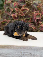 Hans, a male Miniature Bernedoodle for sale in Mayfield, KY – 4 of 6