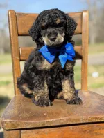 AKC Wally, a male Poodle - Multi-Colored Standard for sale in Mayfield, KY – Photo 6 of 10