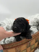 AKC Orange, a male Poodle - Multi-Colored Standard for sale in Mayfield, KY – Photo 3 of 5