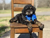 AKC Wally, a male Poodle - Multi-Colored Standard for sale in Mayfield, KY – Photo 10 of 10