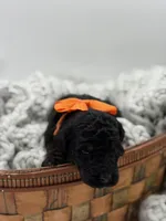 AKC Orange, a male Poodle - Multi-Colored Standard for sale in Mayfield, KY – Photo 2 of 5