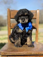 AKC Wally, a male Poodle - Multi-Colored Standard for sale in Mayfield, KY – Photo 3 of 10
