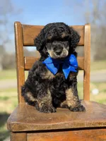 AKC Wally, a male Poodle - Multi-Colored Standard for sale in Mayfield, KY – Photo 4 of 10