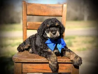 AKC Wally, a male Poodle - Multi-Colored Standard for sale in Mayfield, KY – Photo 2 of 10