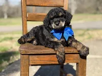AKC Wally, a male Poodle - Multi-Colored Standard for sale in Mayfield, KY – Photo 8 of 10