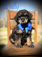 AKC Wally, a male Poodle - Multi-Colored Standard for sale in Mayfield, KY – Photo 1 of 10