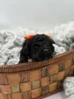 AKC Orange, a male Poodle - Multi-Colored Standard for sale in Mayfield, KY – Photo 1 of 5