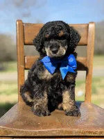 AKC Wally, a male Poodle - Multi-Colored Standard for sale in Mayfield, KY – Photo 5 of 10
