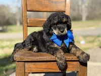 AKC Wally, a male Poodle - Multi-Colored Standard for sale in Mayfield, KY – Photo 9 of 10
