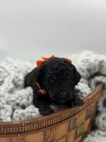 AKC Orange, a male Poodle - Multi-Colored Standard for sale in Mayfield, KY – Photo 4 of 5