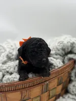 AKC Orange, a male Poodle - Multi-Colored Standard for sale in Mayfield, KY – Photo 5 of 5