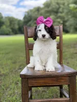 F1 Angel , a female Cavapoo for sale in Mayfield, KY – 5 of 10