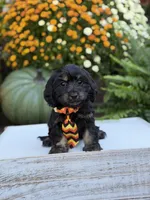 F1 Scooter, a male Cavapoo for sale in Mayfield, KY – 4 of 10
